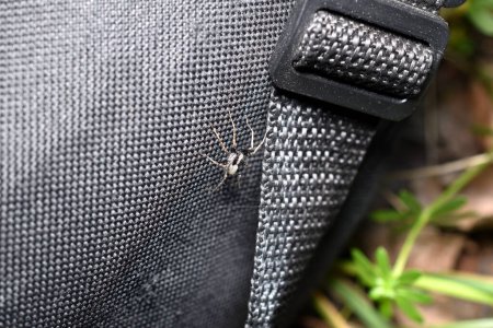 A bloodthirsty gray spider crawls along a bag left on the grass.