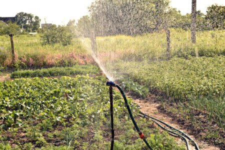 Téléchargez les photos : L'image montre un dispositif d'irrigation installé dans un jardin. L'eau sous pression libérée par l'appareil forme un nuage de petites gouttelettes. - en image libre de droit
