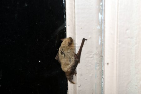 Téléchargez les photos : Une chauve-souris grise est entrée dans la pièce. J'avais peur. Elle s'est serrée contre le cadre en bois. - en image libre de droit