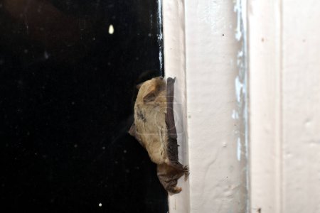 A bat flew into the room. I was scared. I tried to fly out through the glass. She pressed herself against the frame.