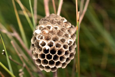 Un nid de guêpes, avec des rayons de miel ouverts, sans larves et guêpes, a été laissé accroché à l'herbe.