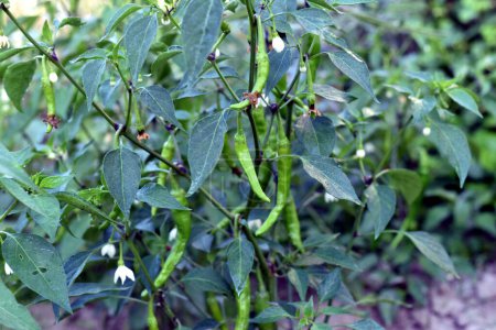 The photo shows a close-up of a hot chili pepper bush with unripe green pods on the branches.