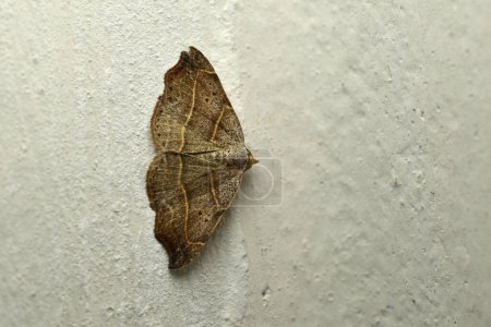 Ein Nachtfalter breitet seine Flügel aus und sitzt auf einer grauen Wand.