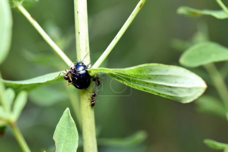 A group of ants attacked a black beetle sitting on a stem.