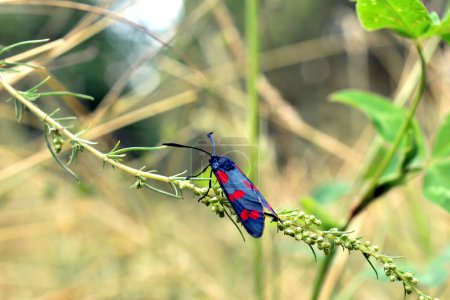 Le papillon nocturne est de couleur noire avec des taches rouges sur ses ailes.