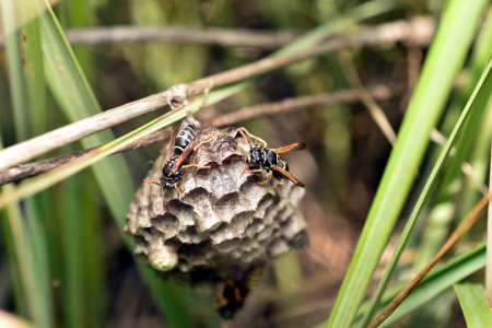 Un tipo de nido de avispas cuyos panales están llenos de larvas. El nido cuelga de un tallo de hierba.