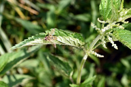 Vista superior de una mosca voladora sentada sobre una hoja de planta.