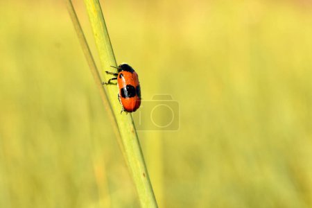 Photo for Insect Clytra laeviuscula sits on the grass, side view. - Royalty Free Image
