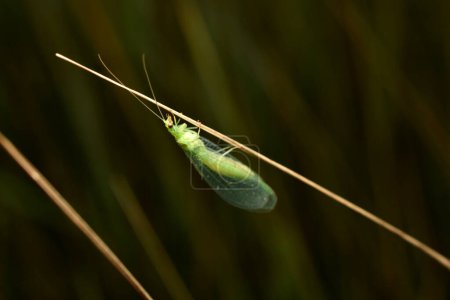 Un insecto con alas transparentes, de color verde, es una lactación.