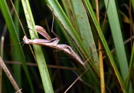 An insect with long clawed front legs, brown in color, with a triangle-shaped head, this is a praying mantis.