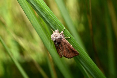Night moth Great reed armyworm hides in the grass during the day.