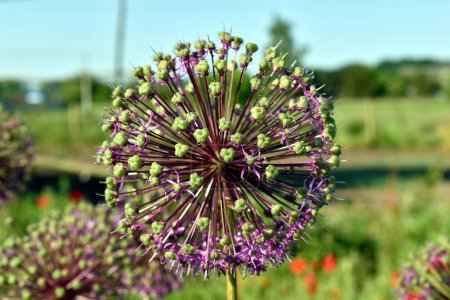 A close-up of the green-purple-tinged Dutch onion flower ball in the photo.