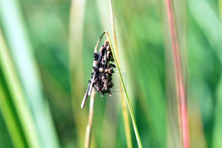 Téléchargez les photos : Oeufs d'insectes pondus dans un cocon mature sur l'herbe. - en image libre de droit