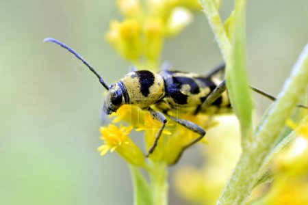 Un escarabajo amarillo de cuernos largos con rayas negras en la espalda se sienta en una flor amarilla.