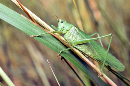 Photo of a green grasshopper side view as it sits on the grass. Close-up.