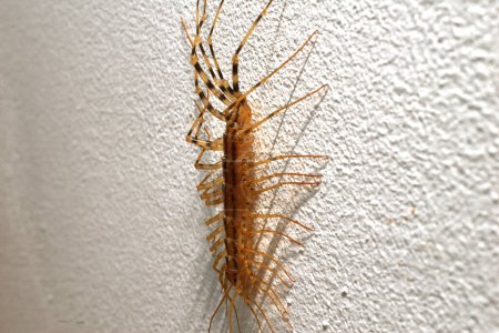 Scolopendra, close-up. A centipede crawls along a gray wall. High quality photo