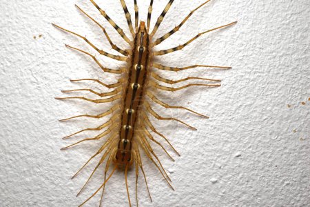 Photo for Scolopendra, close-up. A centipede crawls along a gray wall. View from above. - Royalty Free Image