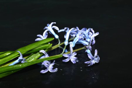 Grußkarte vorhanden. Ein Strauß blauer orientalischer Hyazinthenblüten liegt auf schwarzem Hintergrund.