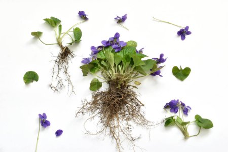 The picture shows a fragrant garden violet flower. Its leaves, root system and purple inflorescence are represented.