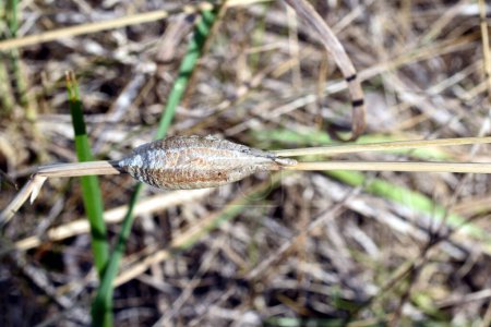 Un capullo con larvas de mantis religiosa madura en un tallo de hierba, vista superior.