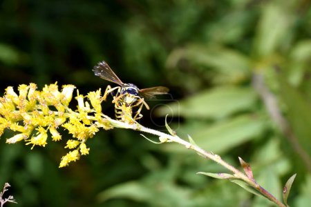 Herbst. Eine Wespe sitzt auf einer gelben Blume. Ihre Flügel sind gebrochen.