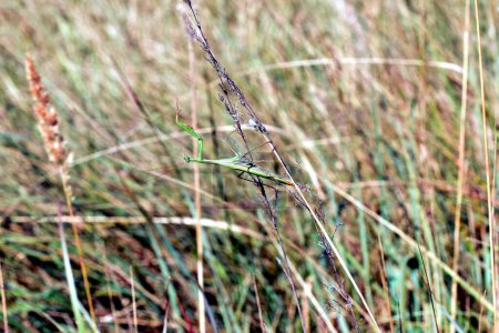 Una mantis religiosa cuelga de un tallo de hierba sosteniéndola con sus patas.