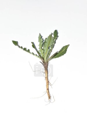 Spiny leaves of thistle plant its stem, leaves and root system on a white background.