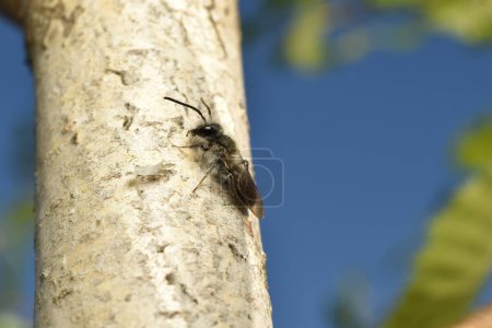 An earth bee, also called Chelostoma florisomne, sits on a birch trunk.
