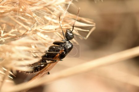 A winged female black ant hides in dry grass.