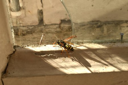 A wasp crawls along a dirty window frame trying to break free through the glass.
