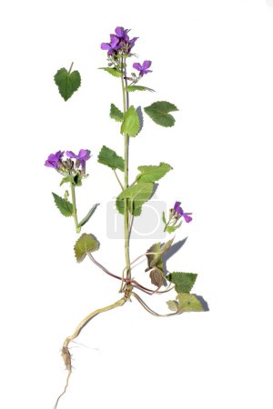 Herbarium. Lunaria annual flower, purple flowers, stem and root system.