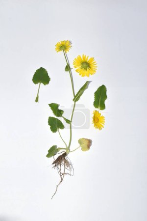 Yellow Doronicum flower, its stem, leaves and root system on a white background.