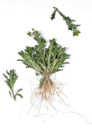 Herbarium. Gemeinsamer Nährboden. Das Foto zeigt Blütenstiel, Blütenstand, Blätter und Wurzelsystem.