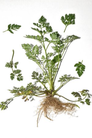 Flacher Anhänger, Feldgras. Das Foto zeigt die Blätter der Flachfruchtpflanze, den Stamm und sein Wurzelsystem.