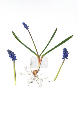 Viper onion, flowers in a flowerbed. The picture shows Viper's onion, leaves, stem and root system.