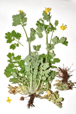 Herbario. tutorial. Bush de la Gran Celidonia, su sistema radicular, flores amarillas y tallo con hojas.
