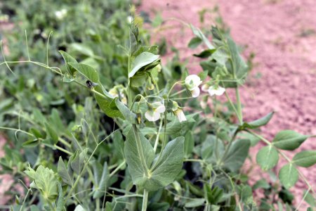The picture shows a plantation of a pea plant on which white flowers have appeared.