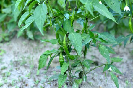 Top view of a pepper bush with hot chili pepper pods growing on its branches.