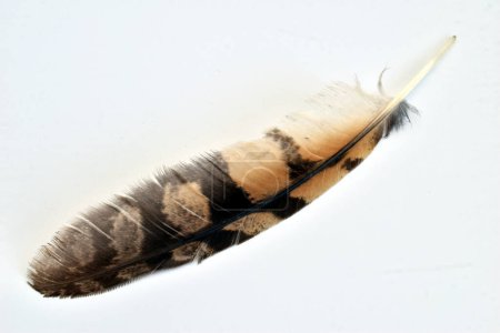 Eine bunte Feder fällt vom Flügel eines Falken.