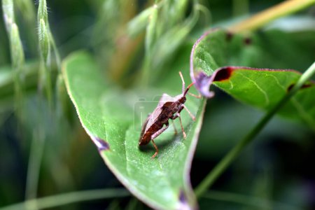 Squash bug Coreus marginatus. Dock bug Coreus marginatus on a green leaf of grass. High quality photo