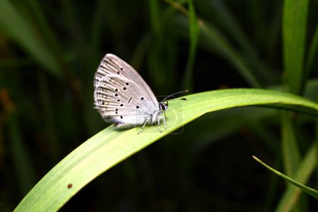 Una polilla de color blanco, Blue Alcet o Phengaris teleius se sienta sobre una hoja.
