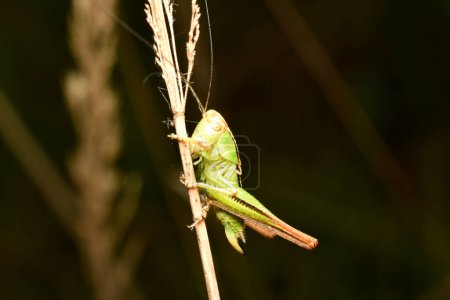 Conehead cricket Conocephalus species- nymph. High quality photo