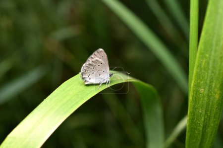 A light-colored moth with small dots on its wings, this is a dwarf blueberry.