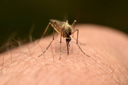 Eine Mücke saugt Blut aus einem menschlichen Körper, Nahaufnahme.