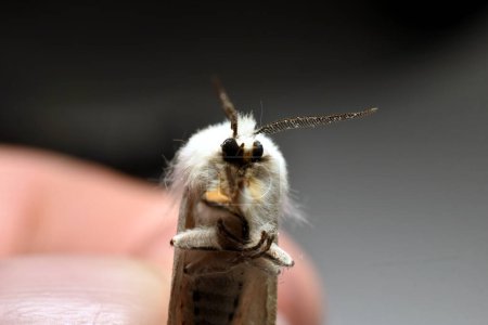 Natürliche vertikale Nahaufnahme des Gesichts einer weißen Stoatmotte, Spilosoma lubricipeda, in einer menschlichen Hand. Hochwertiges Foto