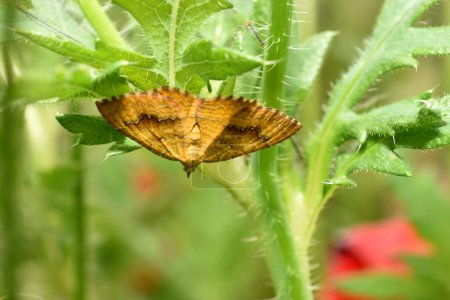 Little Thorn Moth - Cepphis advenaria Underside on leaf. High quality photo