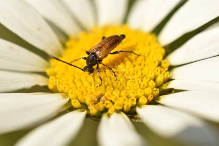 Escarabajo Stenurella melanura sobre una flor de manzanilla. Foto de alta calidad