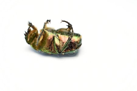 Un scarabée vert appelé le scarabée doré du bronze se trouve sur la table avec ses pattes levées.
