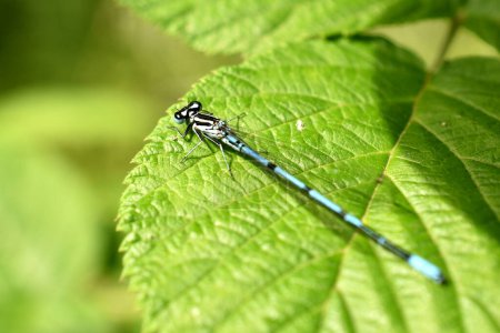 A blue dragonfly sits on a leaf of a plant.