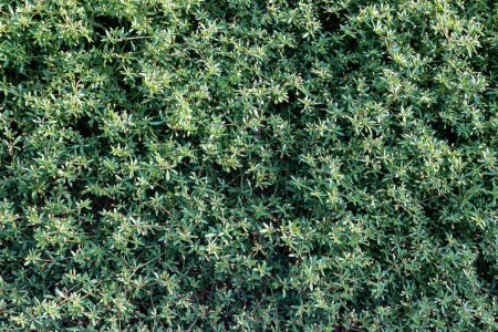 Photo for Natural wall, green grass texture for backdrop design - Royalty Free Image